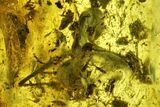 Fossil Ant (Formicidae) and Fly (Diptera) in Baltic Amber #207497-1